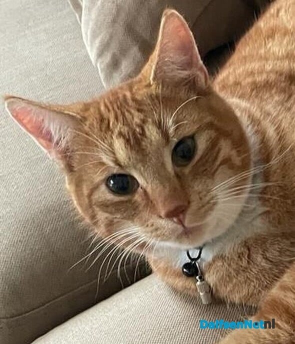 Rood katertje vermist en weer terug - Foto: Ingezonden foto