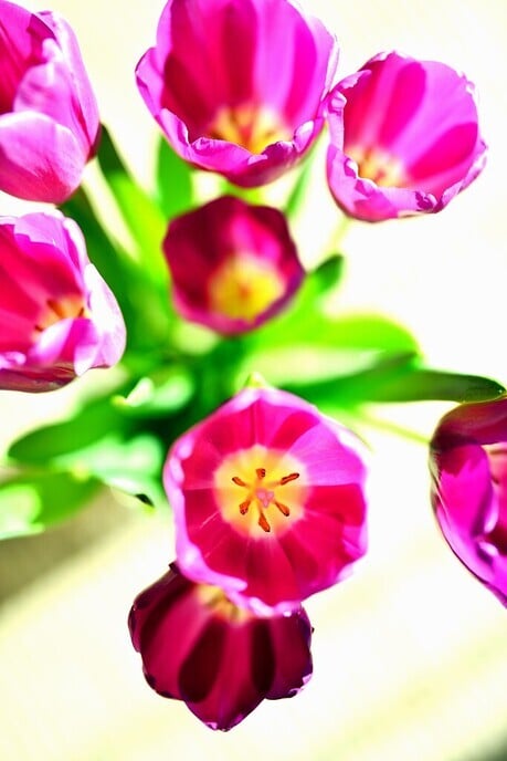 De tulp: staat voor het voorjaar
