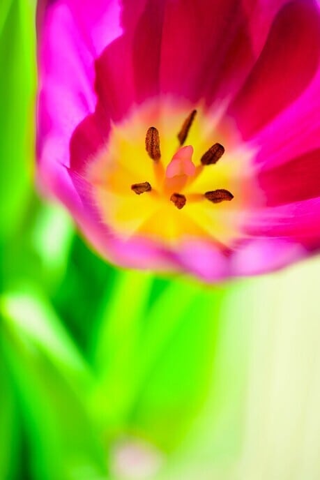 De tulp: staat voor het voorjaar