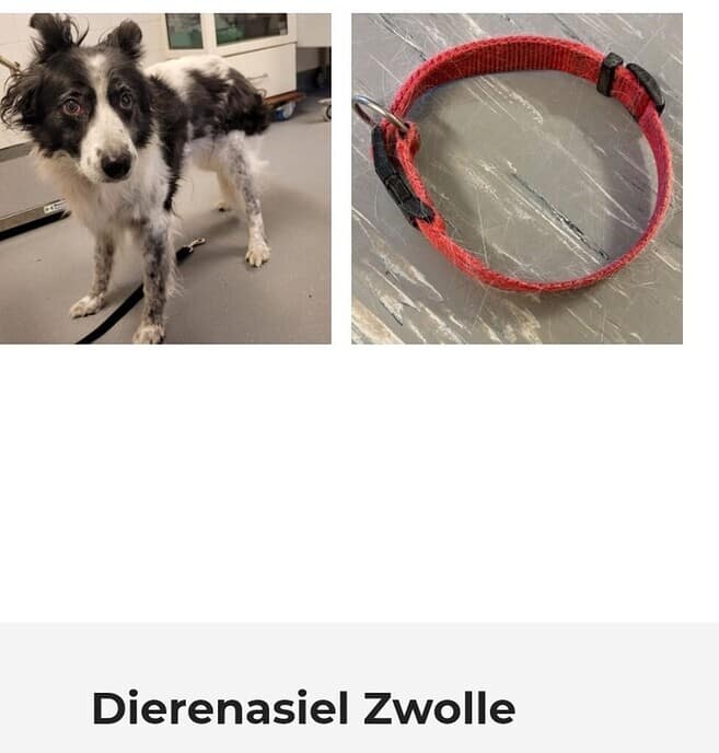 Hond gevonden - Foto: Ingezonden foto