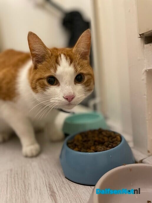 Rood met witte kat vermist en weer terug - Foto: Ingezonden foto