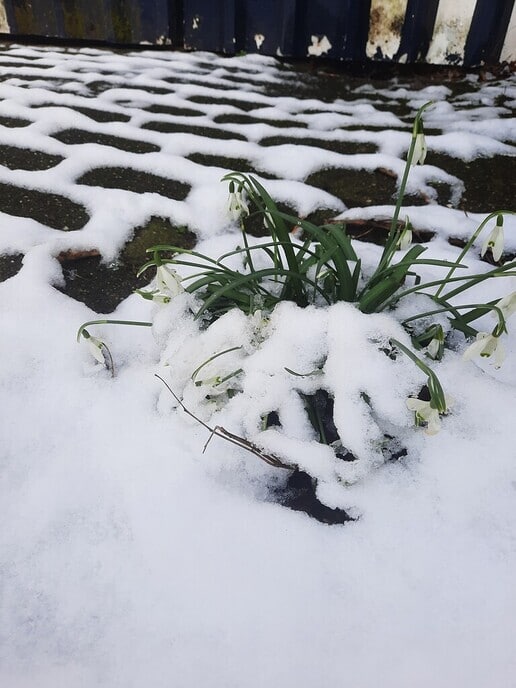 In de snee - Foto: Gruune Jopie