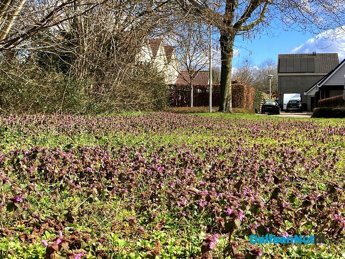 Blij met de Paarse Dovenetel - Foto: Ingezonden foto