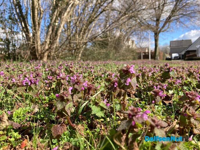 Blij met de Paarse Dovenetel - Foto: Ingezonden foto