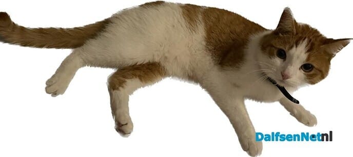 Rood met witte kat vermist en weer terug - Foto: Ingezonden foto