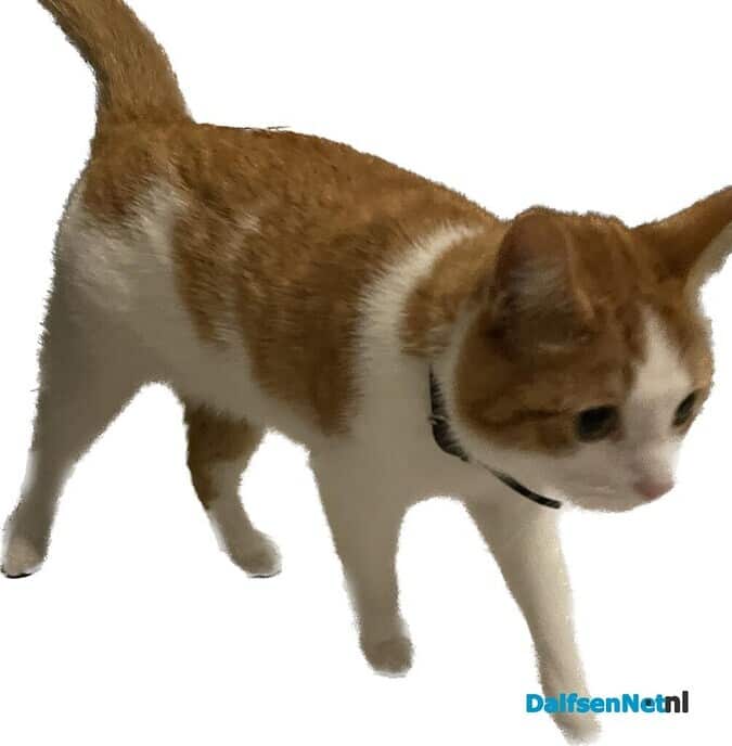 Rood met witte kat vermist en weer terug - Foto: Ingezonden foto