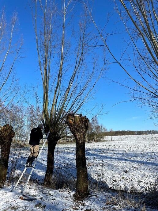 Dalfser Knotwilgenploeg sluit de winter af - Foto: Ingezonden foto