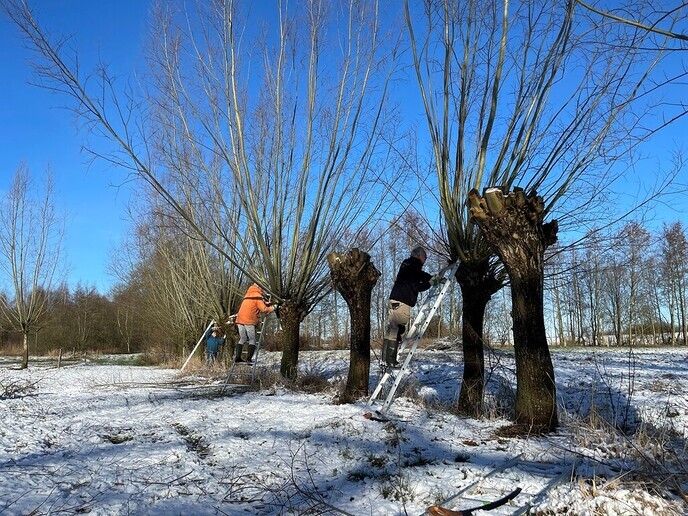 Dalfser Knotwilgenploeg sluit de winter af - Foto: Ingezonden foto