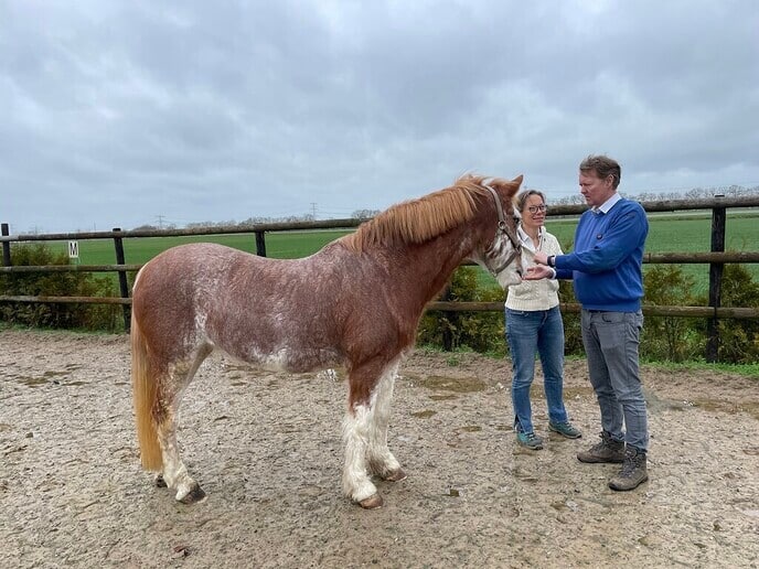 Nu ook coaching met paarden bij Wegwijs in Talent!