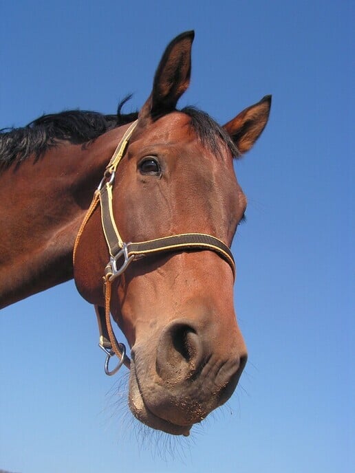 Paardencoaching: verslag uit de praktijk
