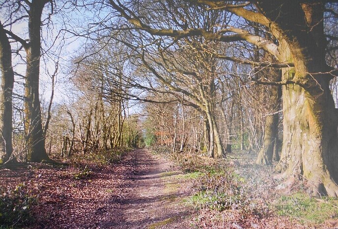 Op 19 maart is er een Sterrenbos en Aalshorst wandeling - Foto: Ingezonden foto