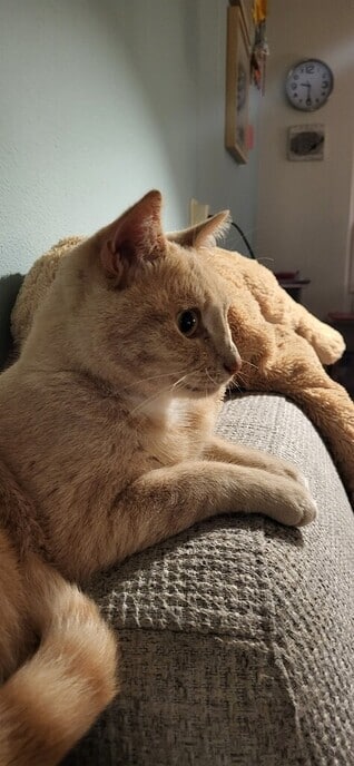 Kat vermist - Foto: Ingezonden foto