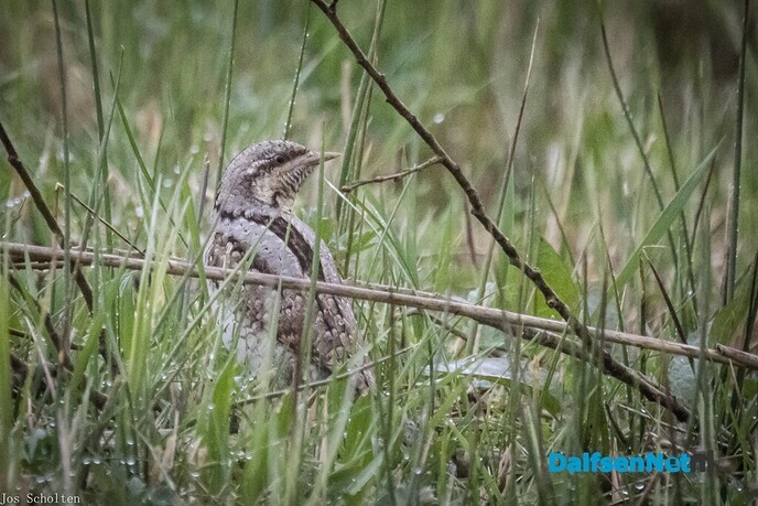 Draainekke - Foto: Ingezonden foto