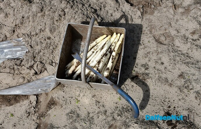 Aspergeseizoen in volle gang bij Tuinderij van der Kolk - Foto: Johan Bokma