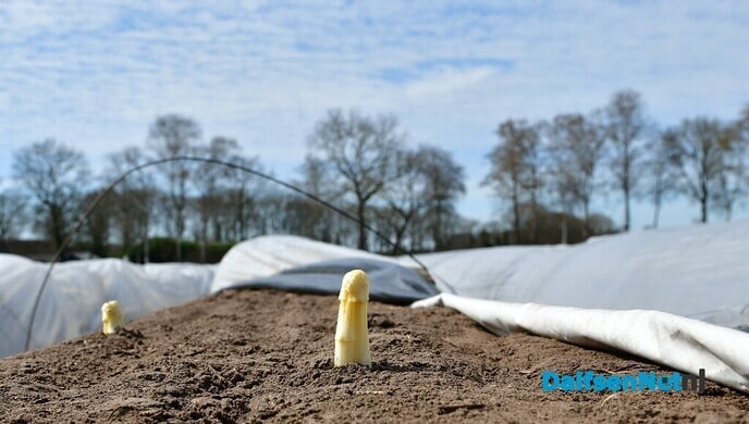 Aspergeseizoen in volle gang bij Tuinderij van der Kolk - Foto: Johan Bokma