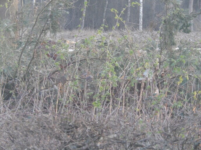 Veel reeën - Foto: Ingezonden foto