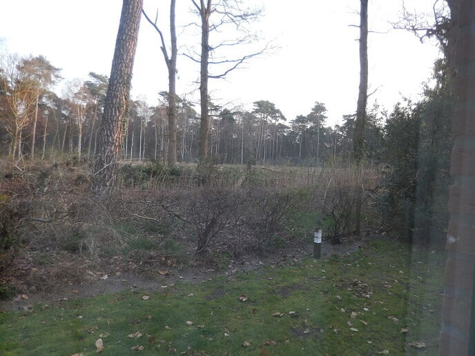 Veel reeën - Foto: Ingezonden foto