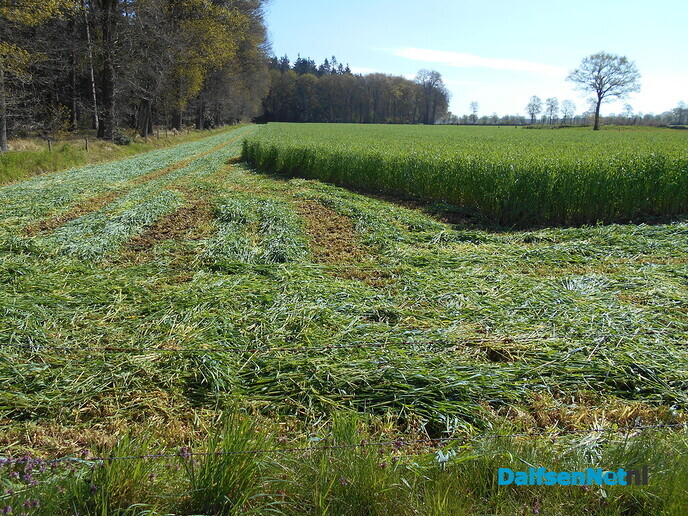 Korte metten met winterrogge