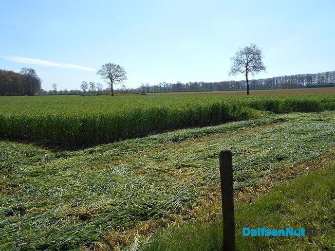 Korte metten met winterrogge