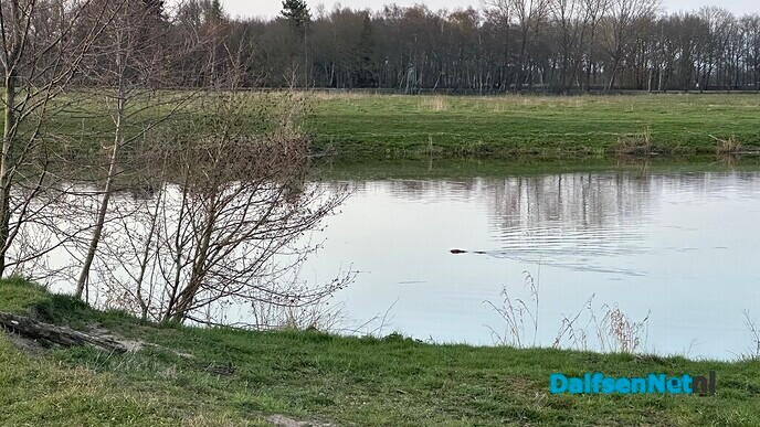 Otter of bever in de Vecht - Foto: Ingezonden foto