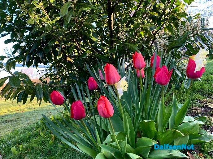 Lente! - Foto: Ingezonden foto