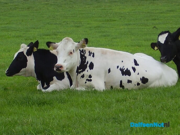 Met opgeruimde blik - Foto: Ingezonden foto