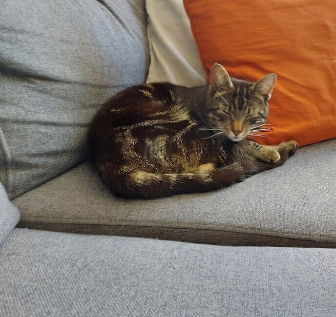 Koos vermist in Dalfsen - Foto: Ingezonden foto