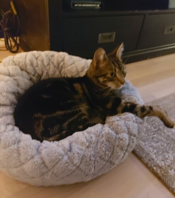 Koos vermist in Dalfsen - Foto: Ingezonden foto