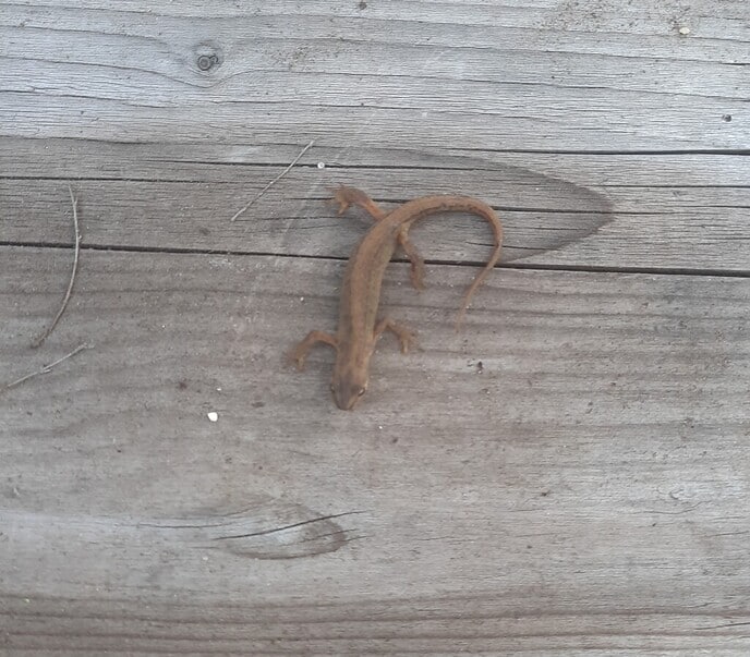 Salamander in de kas - Foto: Gruune Jopie