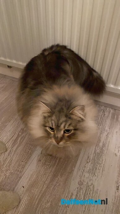 Kat vermist en weer terug, zat bij de buren - Foto: Ingezonden foto