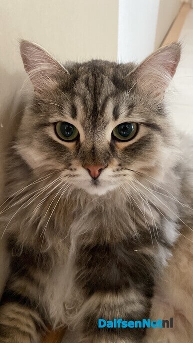 Kat vermist en weer terug, zat bij de buren - Foto: Ingezonden foto