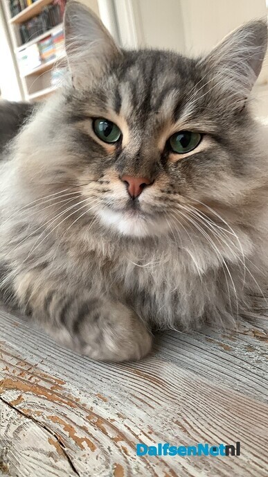 Kat vermist en weer terug, zat bij de buren - Foto: Ingezonden foto