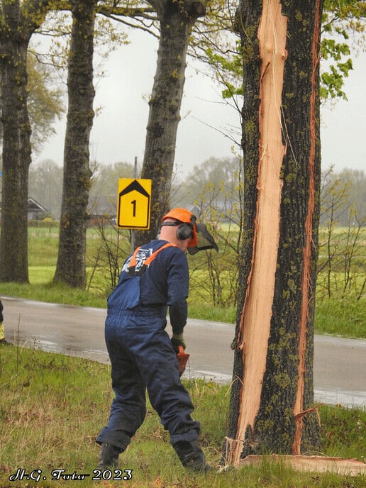 Blikseminslag in boom