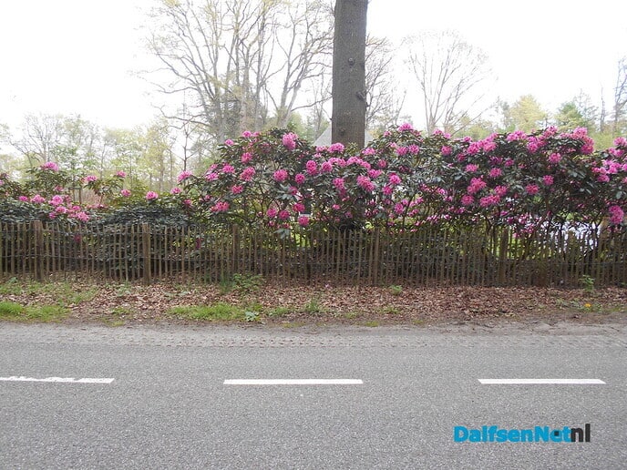 Een plaatje zo met die bloemen