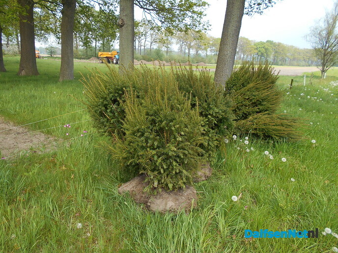 De laatste boompjes van kwekerij Veldhuis in Hoonhorst