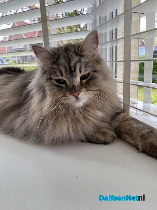 Vermiste kater Jack is gelukkig terug - Foto: Ingezonden foto