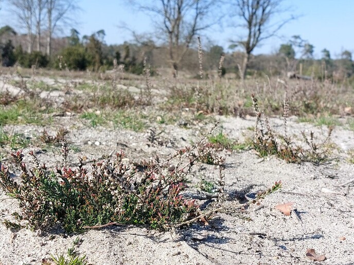 Het nieuwe zicht op de Lemelerberg - Foto: Ingezonden foto