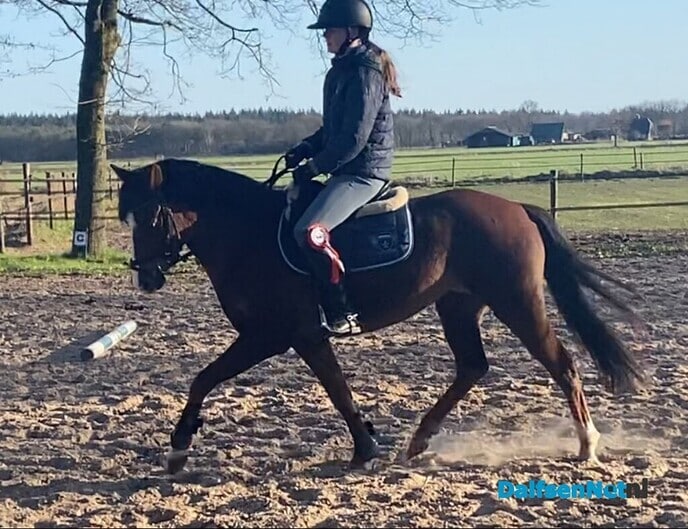 Sportverslag Paardensportvereniging Lemelerveld - Foto: Ingezonden foto