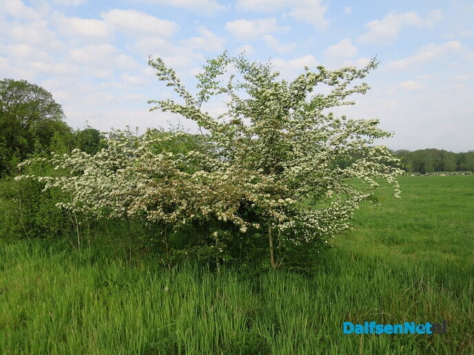 De natuur aan het Willemspad - Foto: Wim