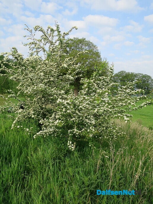 De natuur aan het Willemspad - Foto: Wim