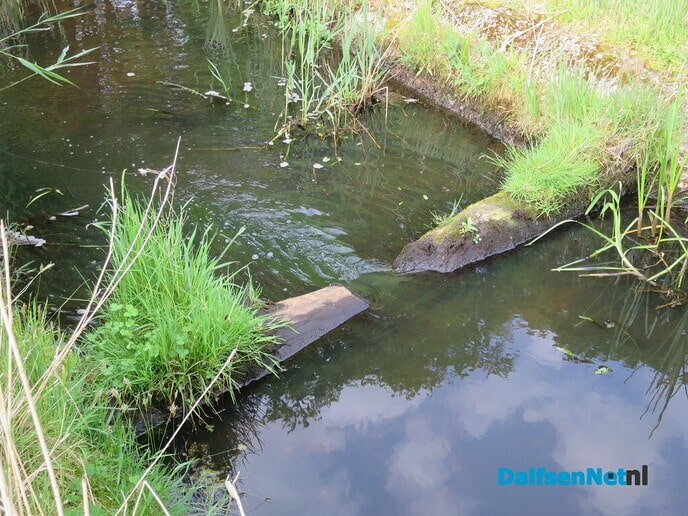 De natuur aan het Willemspad - Foto: Wim