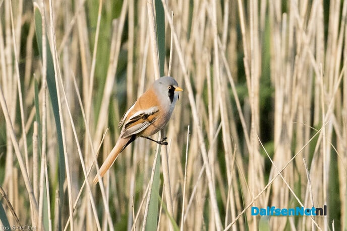 Dekvogeltje - Foto: Ingezonden foto
