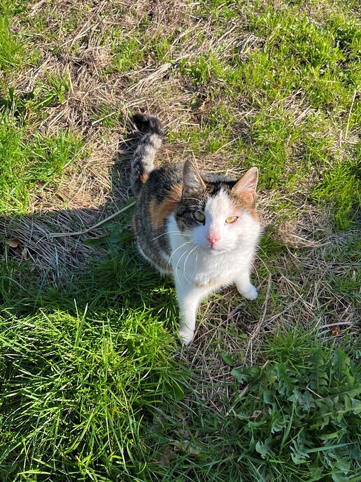 Poes Toos was zoek en nu weer terug - Foto: Ingezonden foto