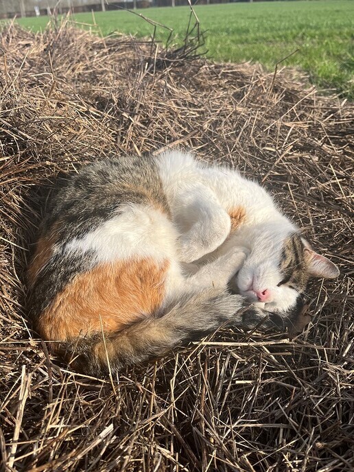 Poes Toos was zoek en nu weer terug - Foto: Ingezonden foto