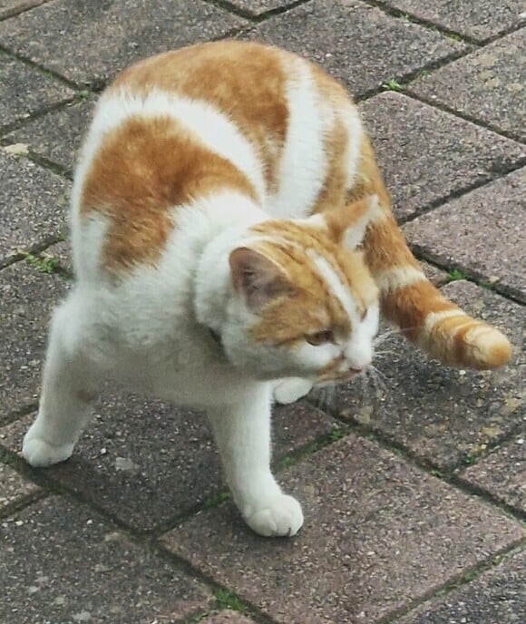 Eigenaar gezocht van deze kater - Foto: Ingezonden foto