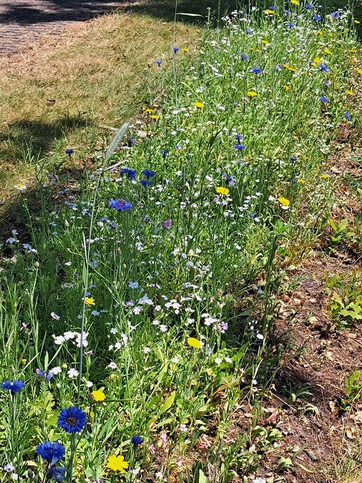 Mooie bloemenberm