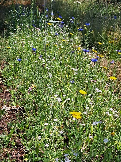 Mooie bloemenberm