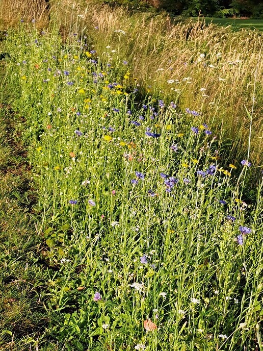 Mooie bloemenberm