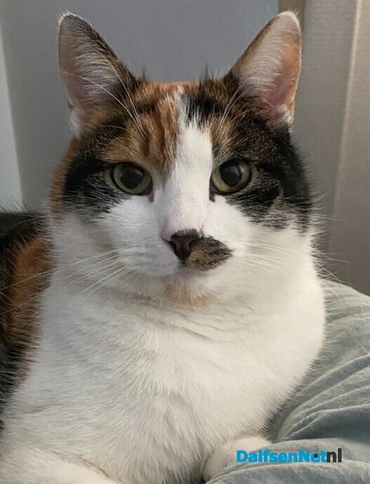 Poes vermist - Foto: Ingezonden foto