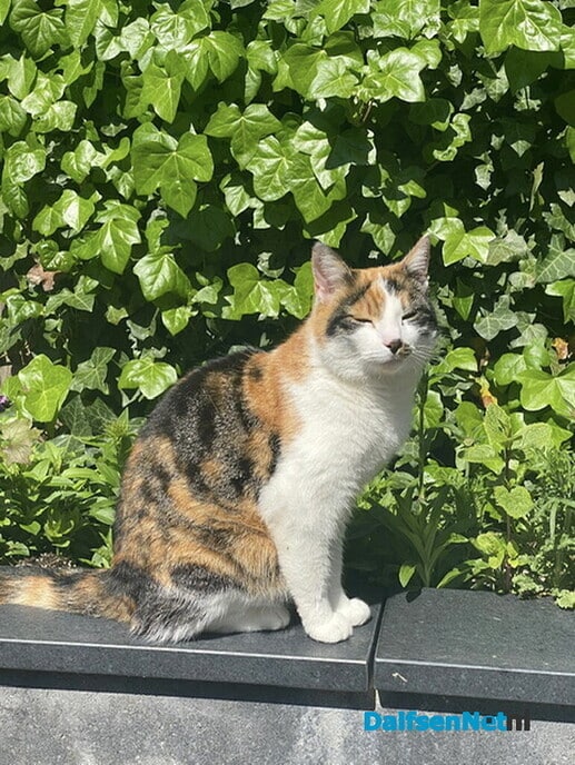 Poes vermist - Foto: Ingezonden foto